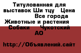 Титулованная для выставок Ши-тцу › Цена ­ 100 000 - Все города Животные и растения » Собаки   . Чукотский АО